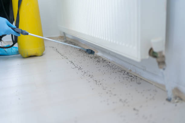 Reliable Hidden Valley, IN Pest Control Solutions